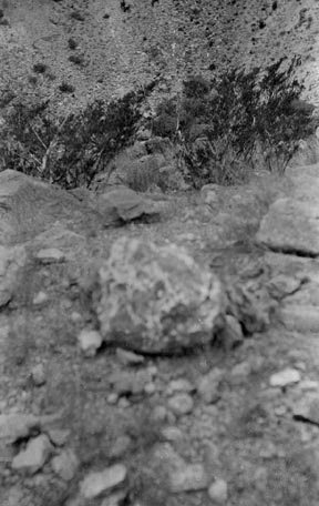 Petrified wood