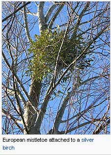 Mistletoe